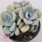 Graptoveria Margaret Rose