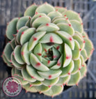 Echeveria Ben Badis