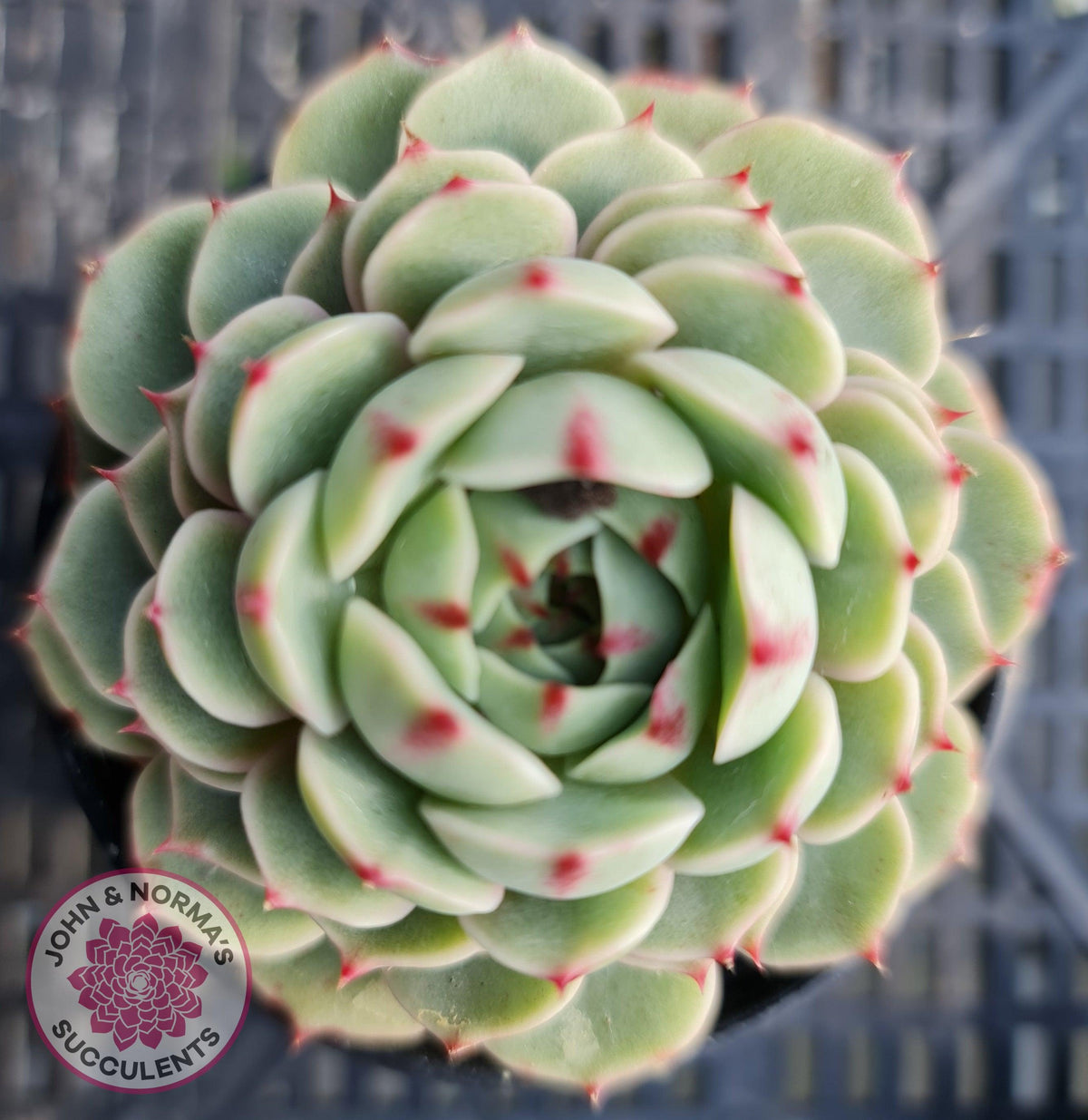 Echeveria Ben Badis