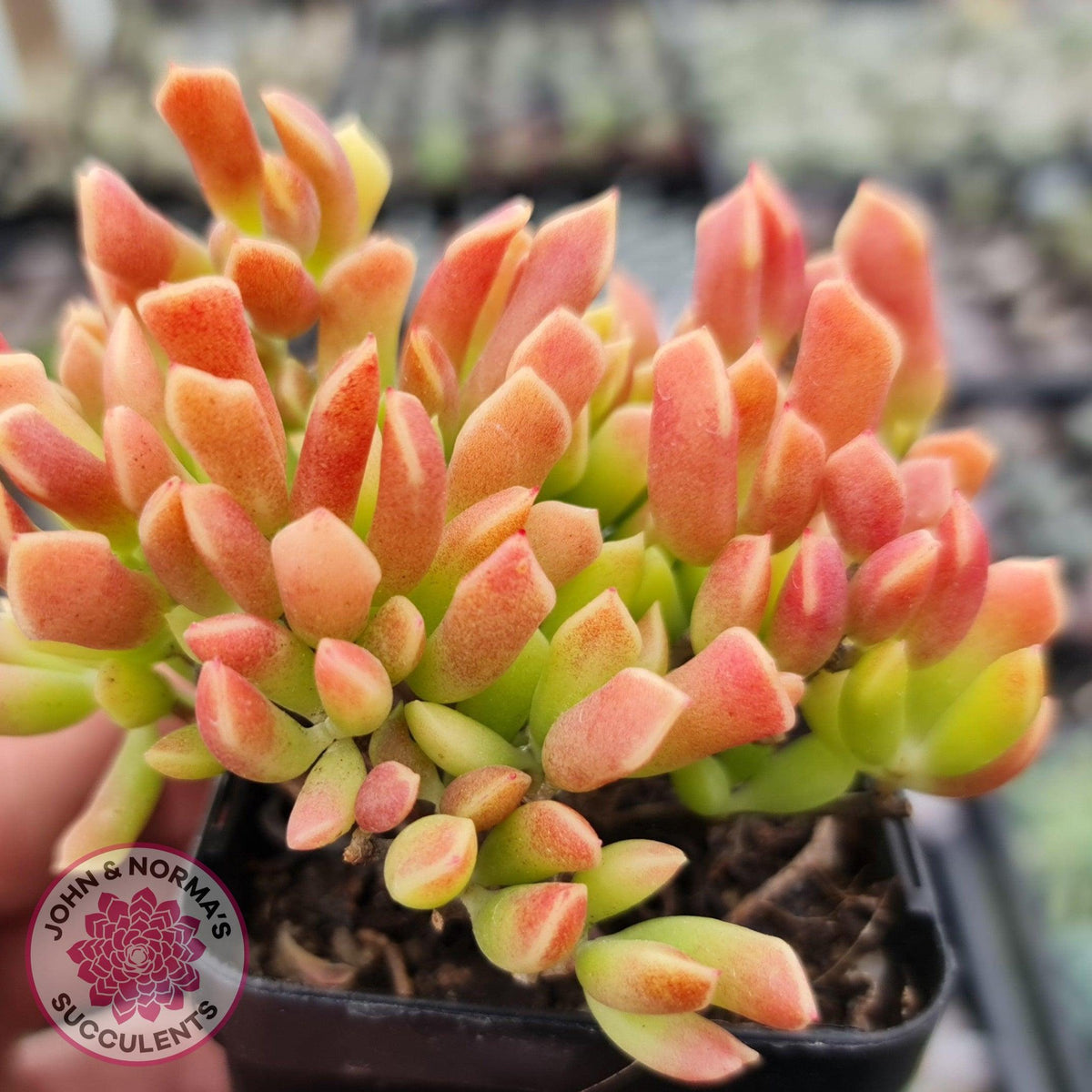 Cotyledon Papillaris 'String Form'