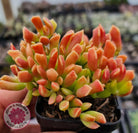 Cotyledon Papillaris 'String Form'