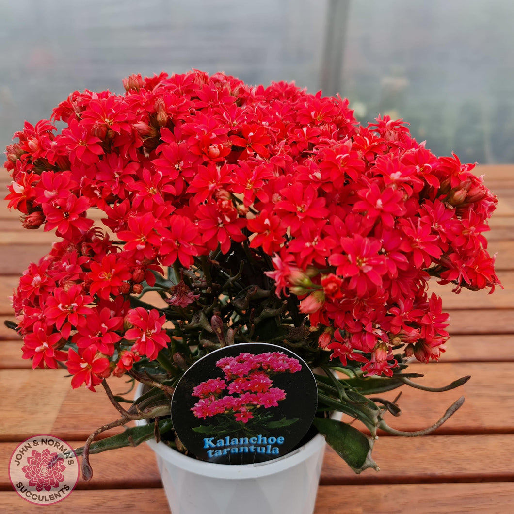 tarantula succulent Buy Kalanchoe Tarantula Australia