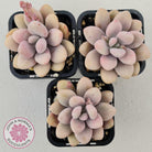 Lavender Pebbles dwarf form aka 'Candy'