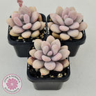 Lavender Pebbles dwarf form aka 'Candy'