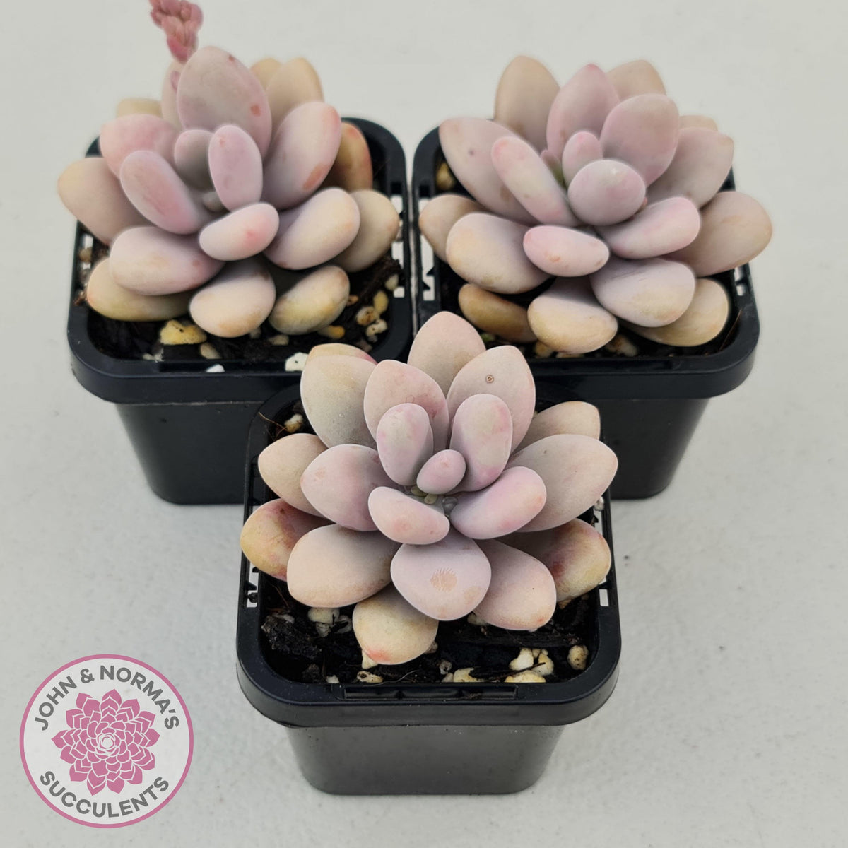 Lavender Pebbles dwarf form aka 'Candy'