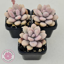 Load image into Gallery viewer, Lavender Pebbles dwarf form - John &amp; Norma&#39;s Succulents
