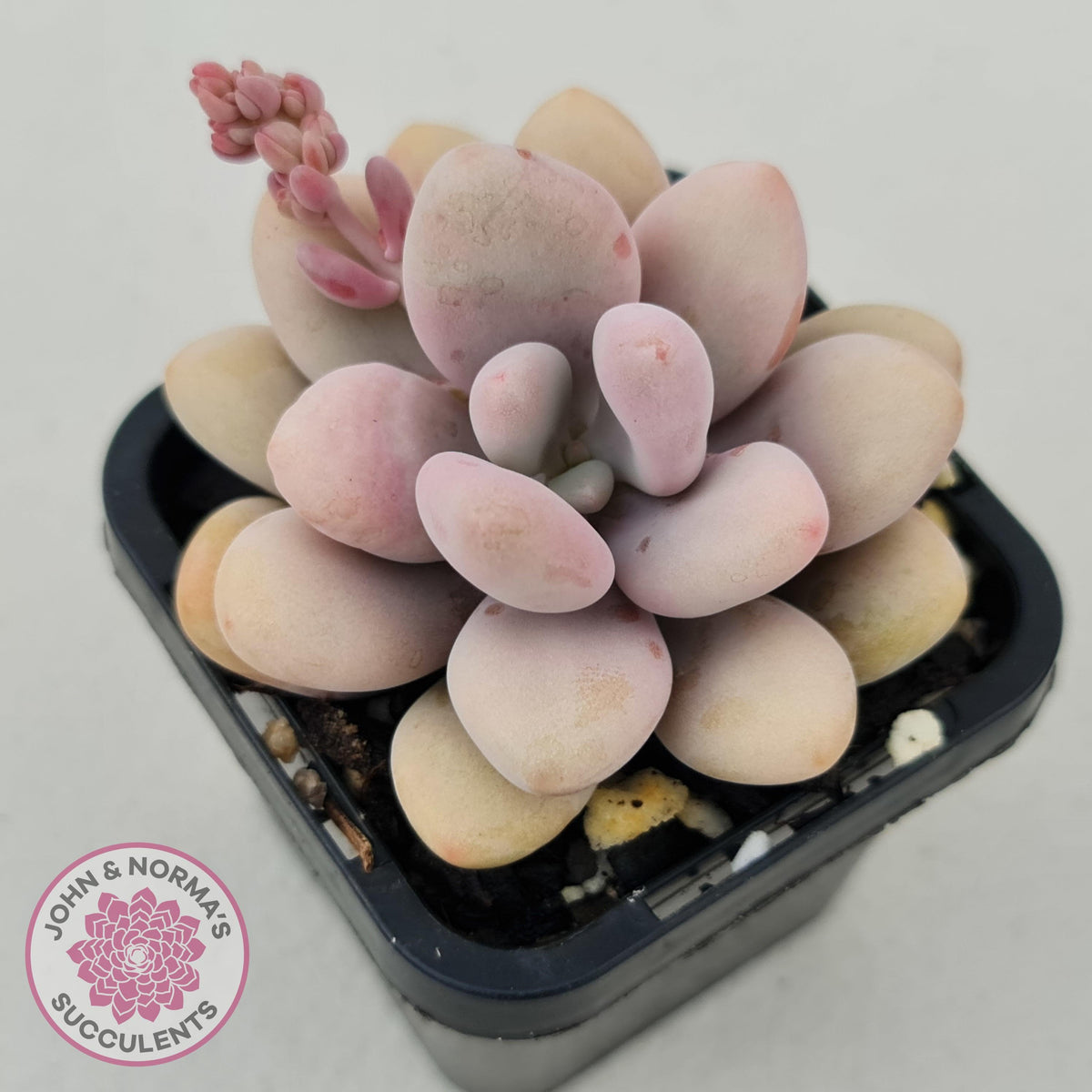 Lavender Pebbles dwarf form aka 'Candy'