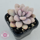 Lavender Pebbles dwarf form aka 'Candy'