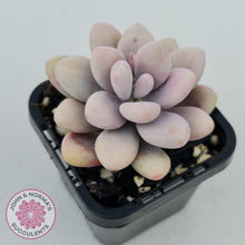 Load image into Gallery viewer, Lavender Pebbles dwarf form - John &amp; Norma&#39;s Succulents
