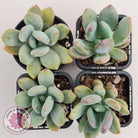 Pachyphytum garciae 'Green Apple'