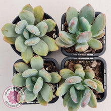 Load image into Gallery viewer, Pachyphytum Green Apple - John &amp; Norma&#39;s Succulents
