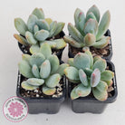 Pachyphytum garciae 'Green Apple'