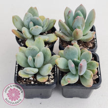 Load image into Gallery viewer, Pachyphytum Green Apple - John &amp; Norma&#39;s Succulents
