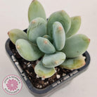 Pachyphytum garciae 'Green Apple'