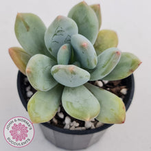 Load image into Gallery viewer, Pachyphytum Green Apple - John &amp; Norma&#39;s Succulents
