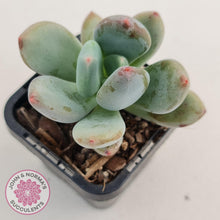 Load image into Gallery viewer, Pachyphytum Green Apple - John &amp; Norma&#39;s Succulents
