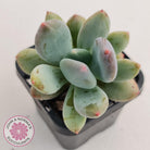 Pachyphytum garciae 'Green Apple'