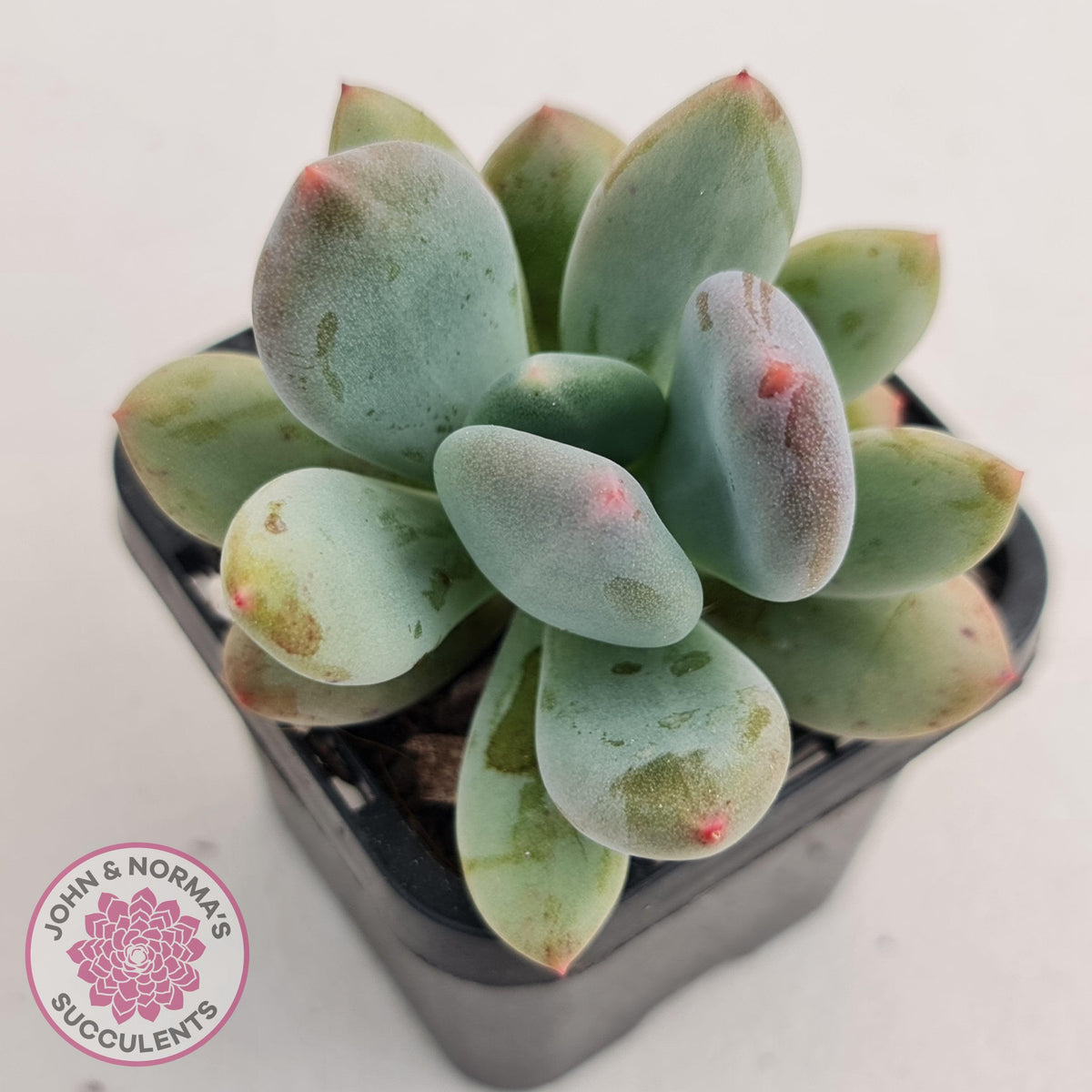 Pachyphytum garciae 'Green Apple'