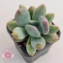 Load image into Gallery viewer, Pachyphytum Green Apple - John &amp; Norma&#39;s Succulents
