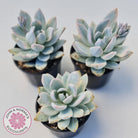 Pachyveria Exotica 'Powder Puff' variegata