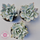 Pachyveria Exotica 'Powder Puff' variegata