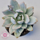 Pachyveria Exotica 'Powder Puff' variegata