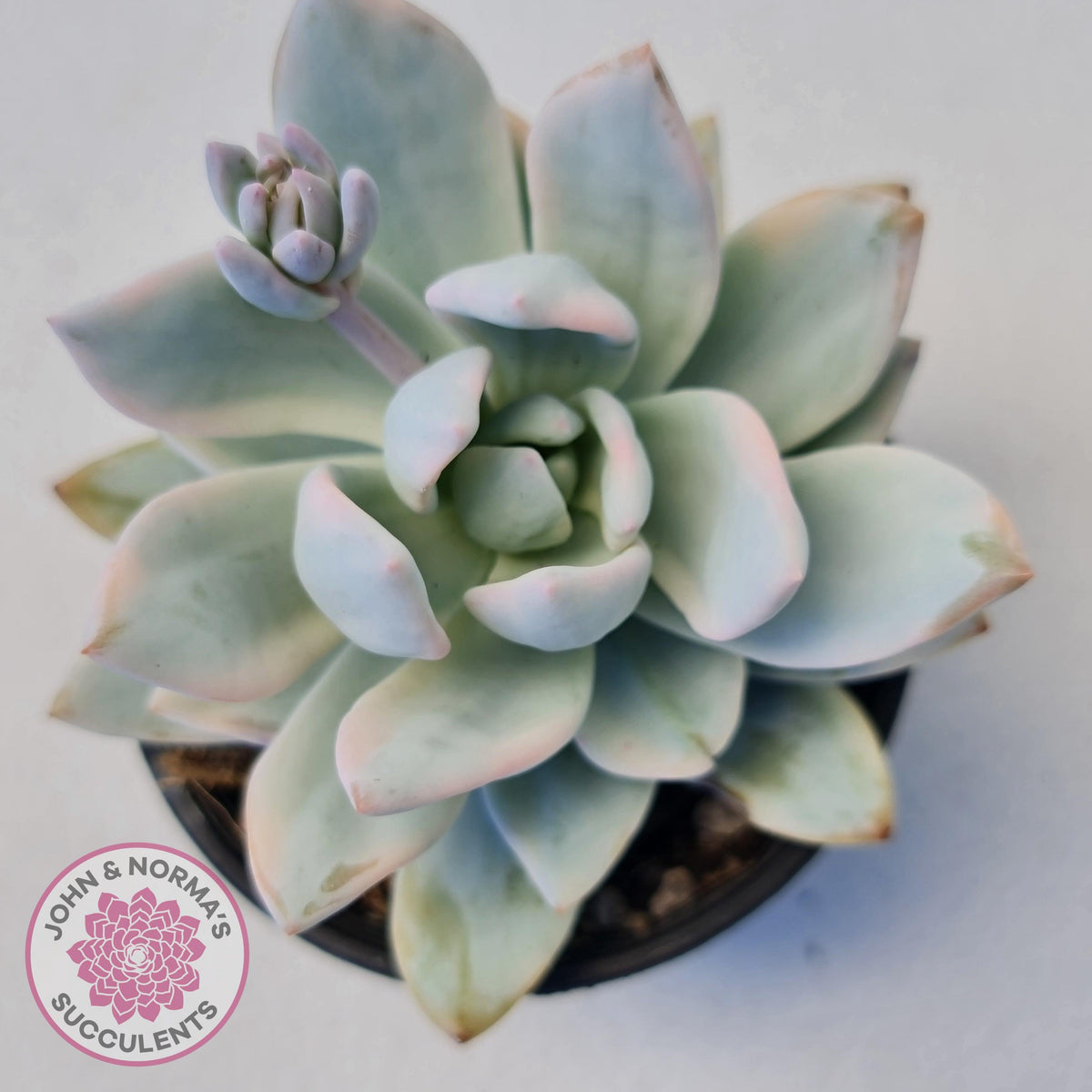 Pachyveria Exotica 'Powder Puff' variegata