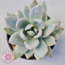 Load image into Gallery viewer, Pachyveria Exotica &#39;Powder Puff&#39; variegata - John &amp; Norma&#39;s Succulents Australia
