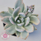 Pachyveria Exotica 'Powder Puff' variegata