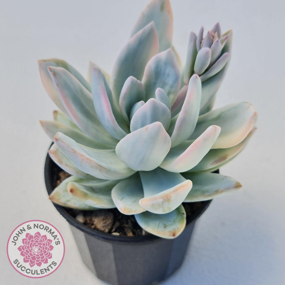 Pachyveria Exotica 'Powder Puff' variegata