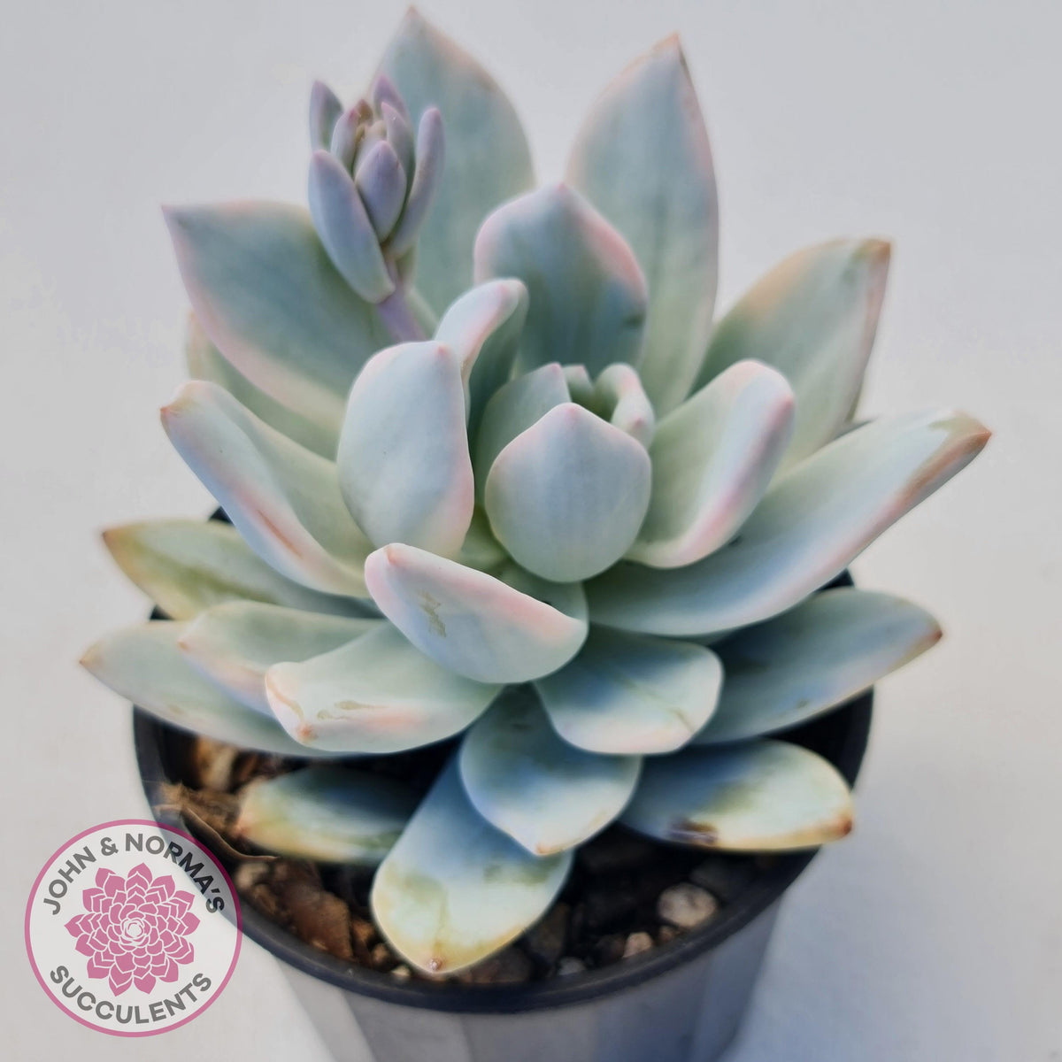 Pachyveria Exotica 'Powder Puff' variegata