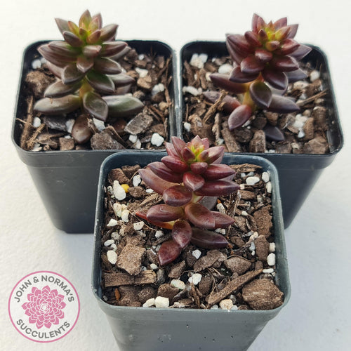 Sedeveria Jet Beads - John & Norma's Succulents