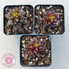 Sedeveria 'Jet Beads'