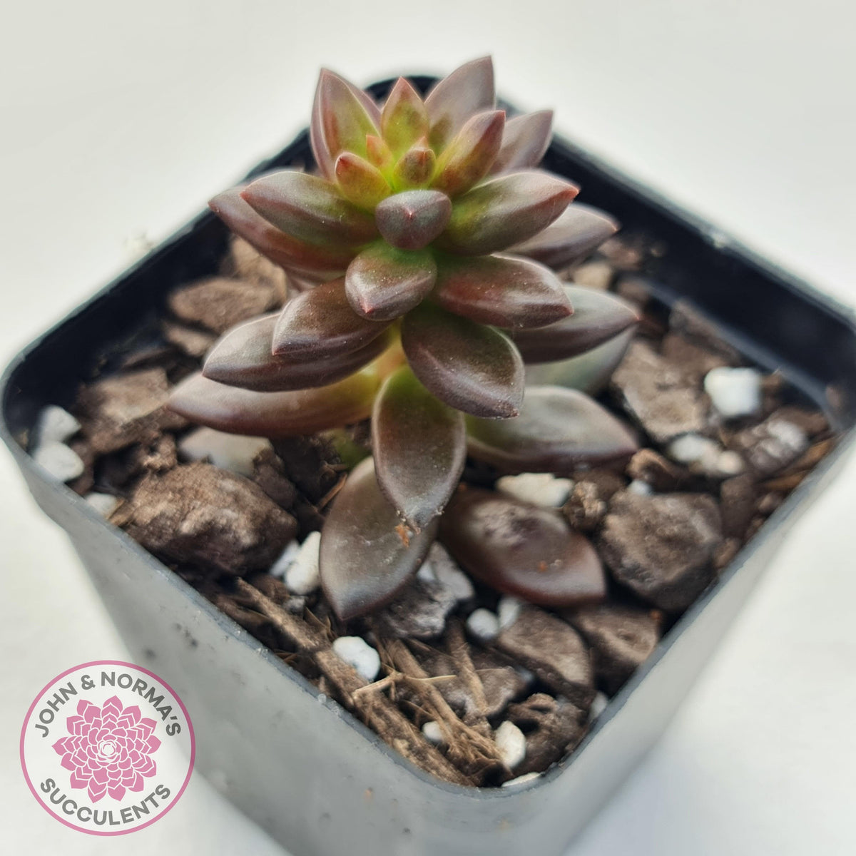 Sedeveria 'Jet Beads'