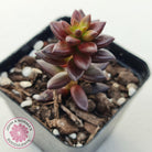 Sedeveria 'Jet Beads'
