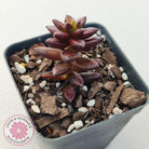Sedeveria 'Jet Beads'