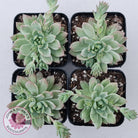 Sedeveria Markus Silk Variegation