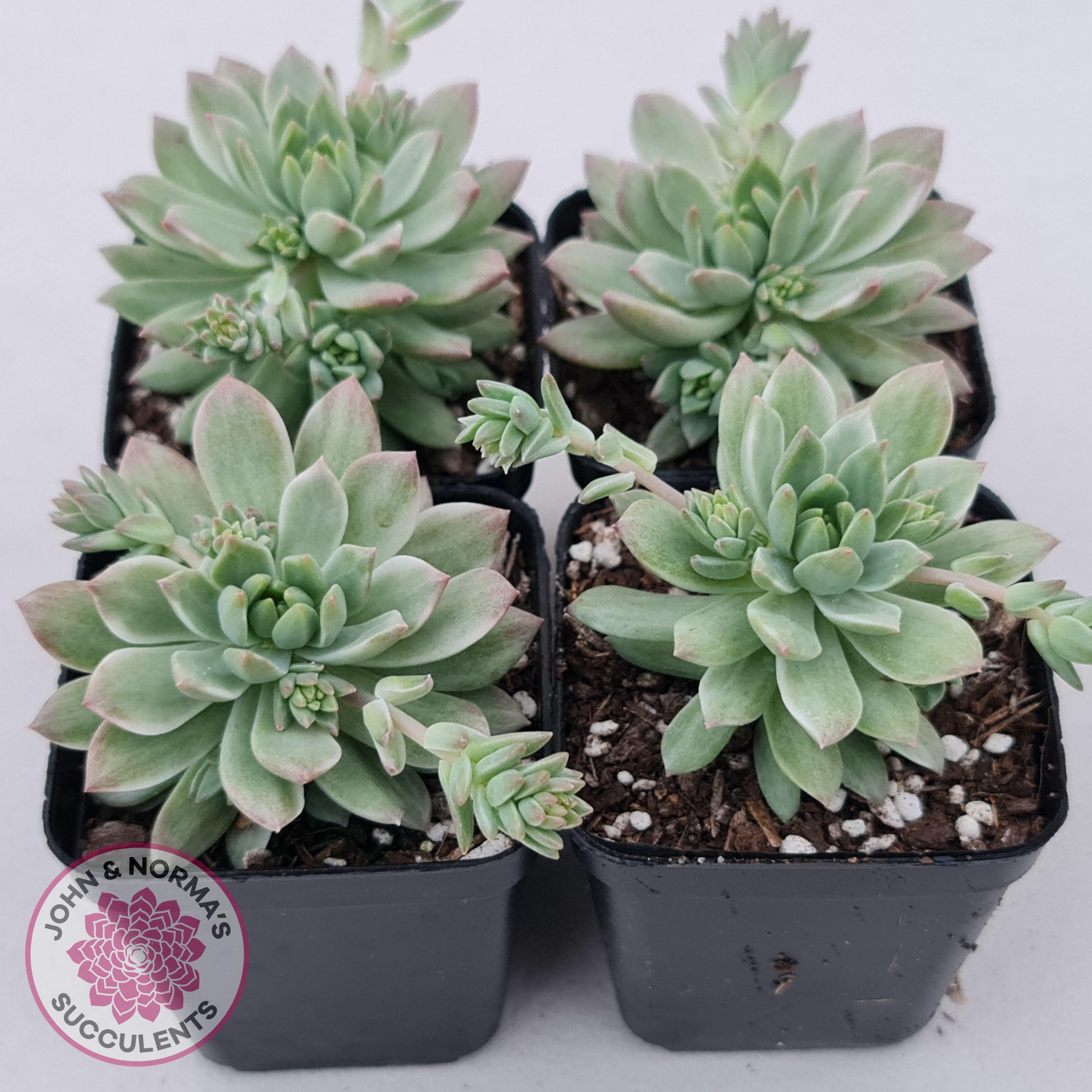 Sedeveria Markus Silk Variegation | John & Norma's Succulents – John ...