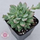 Sedeveria Markus Silk Variegation