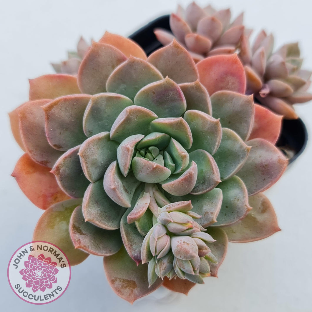 Sedeveria Purple Drop - John & Norma's Succulents