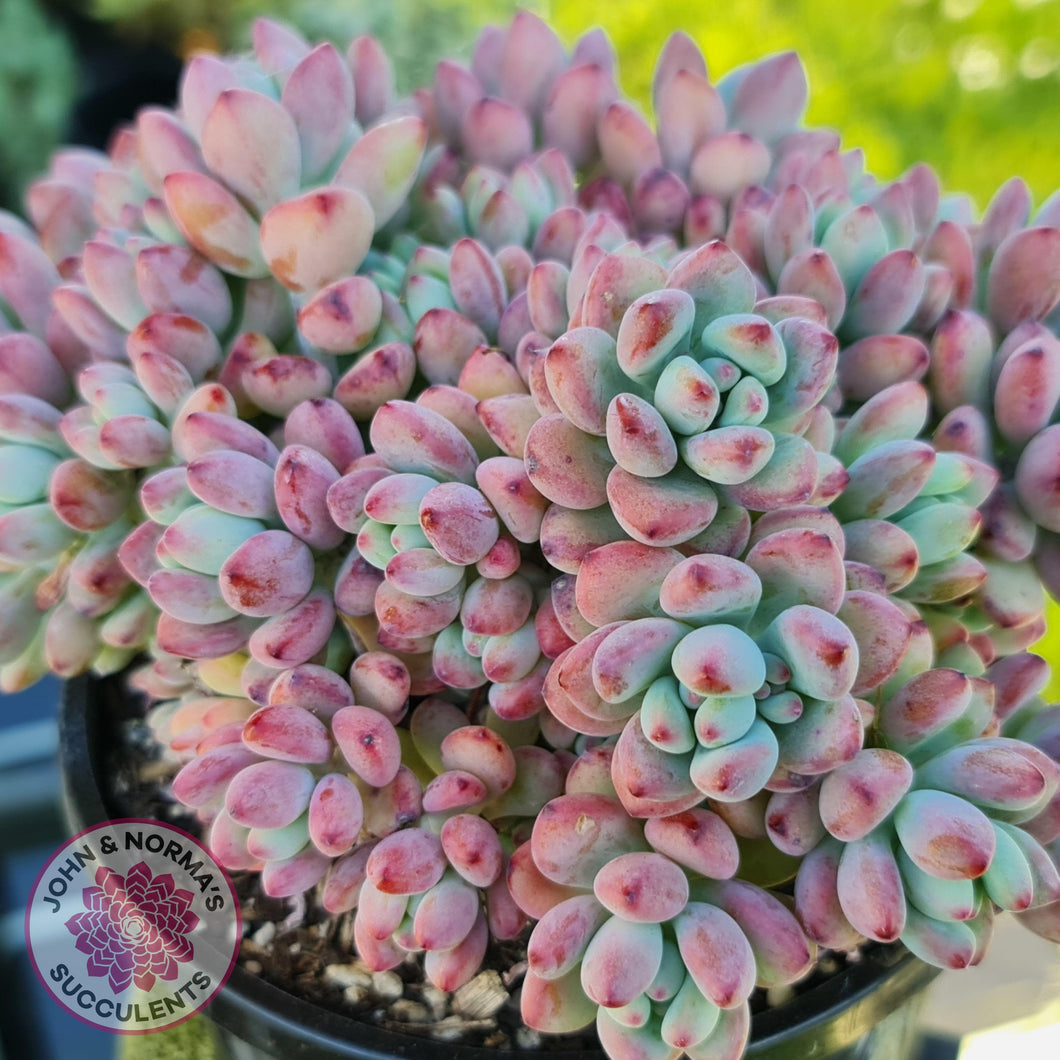comic burst succulent Buy Sedum Comic Tom - (multi) Australia
