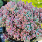 Sedum Comic Tom - Stressed Cuttings x 3
