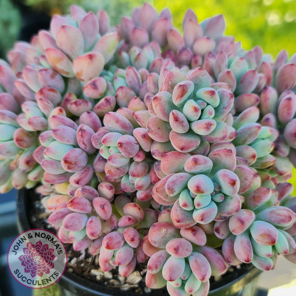 succulent comic Buy Sedum Comic Tom - (multi) Australia