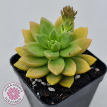 Load image into Gallery viewer, Sedum Alice Evans - John &amp; Norma&#39;s Succulents
