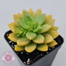 Load image into Gallery viewer, Sedum Alice Evans - John &amp; Norma&#39;s Succulents
