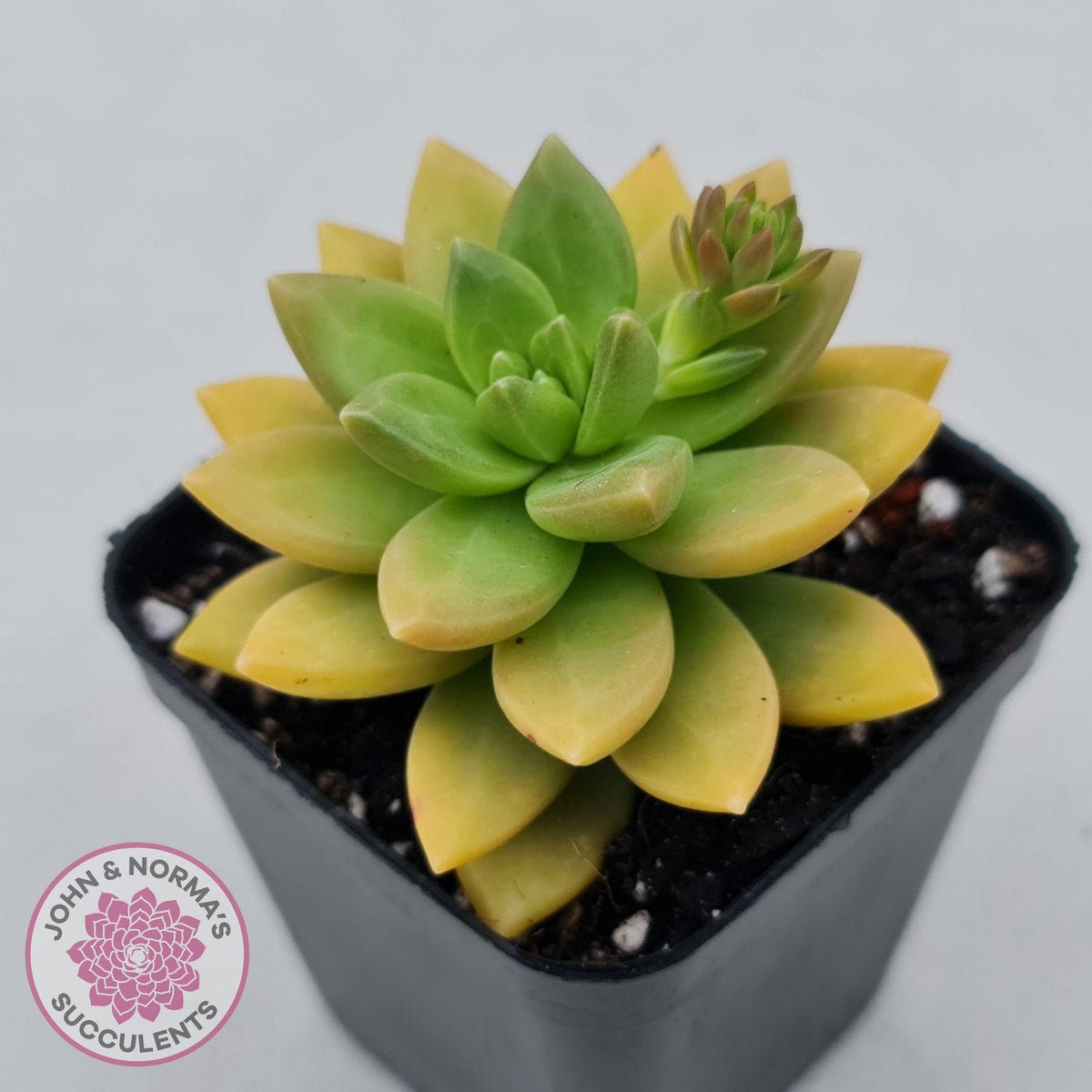 Sedum 'Alice Evans'