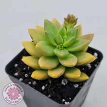 Load image into Gallery viewer, Sedum Alice Evans - John &amp; Norma&#39;s Succulents
