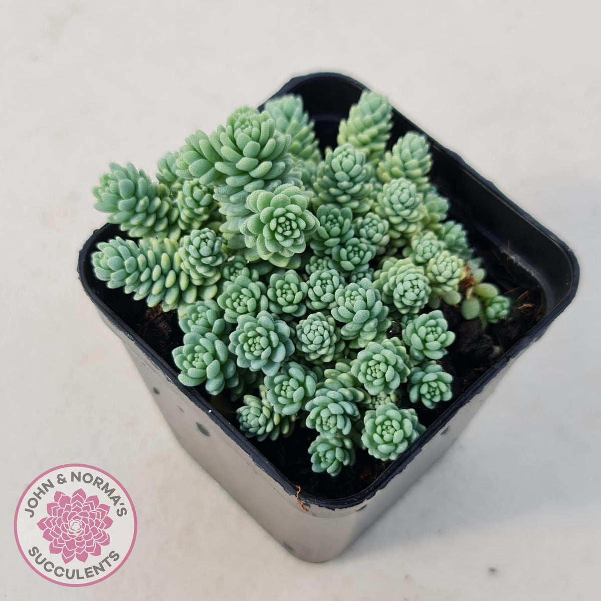 Sedum dasyphyllum major