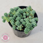 Sedum dasyphyllum major