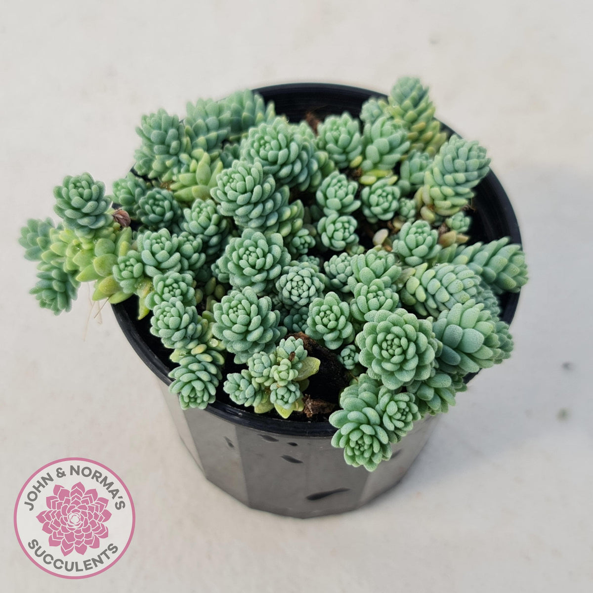 Sedum dasyphyllum major